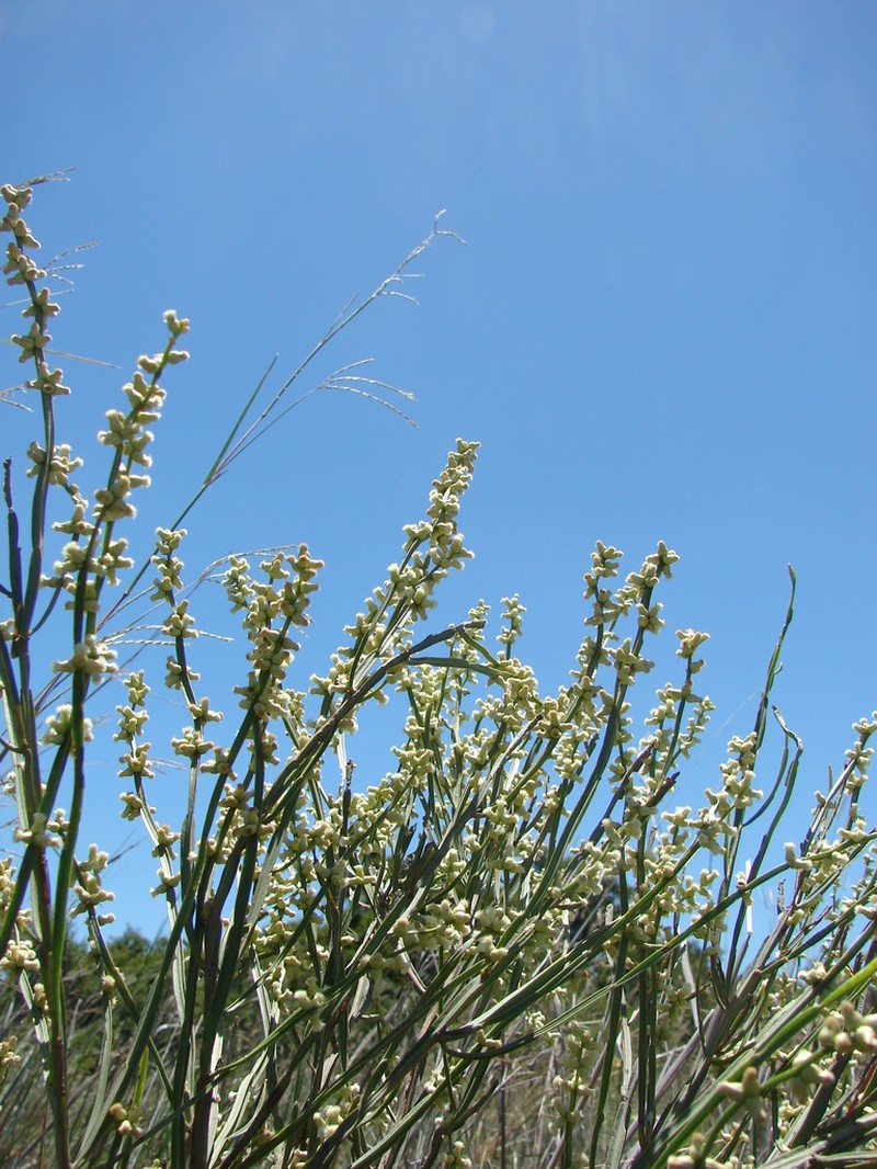 Baccharis penningtonii photo 5