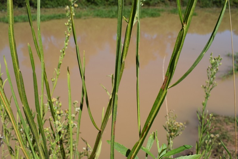 Baccharis penningtonii photo 6