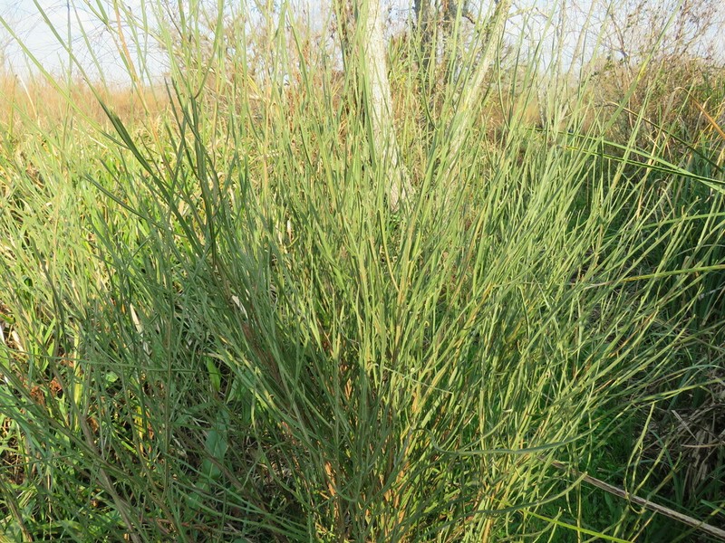 Baccharis penningtonii photo 7