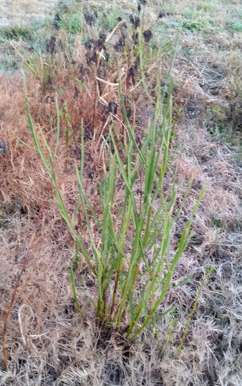 Baccharis penningtonii photo 8