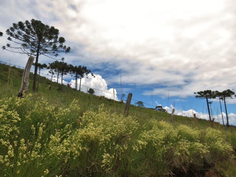 Baccharis pentaptera