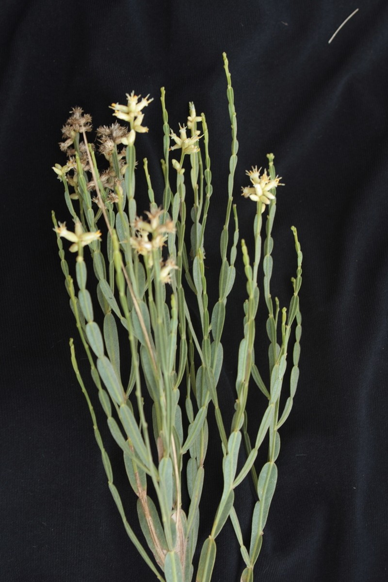 Baccharis pentaptera photo 2