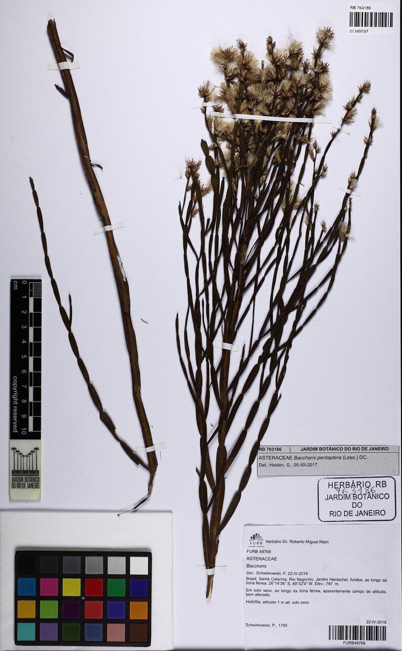 Baccharis pentaptera photo 5