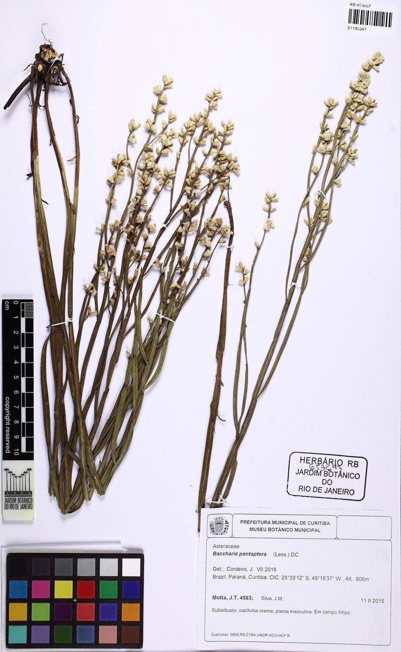 Baccharis pentaptera photo 7