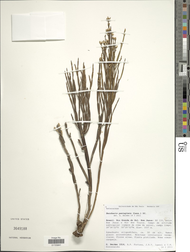 Baccharis pentaptera photo 8