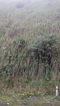 Baccharis pentlandii