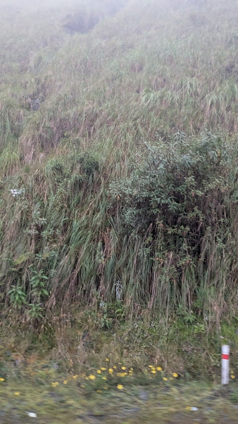 Baccharis pentlandii