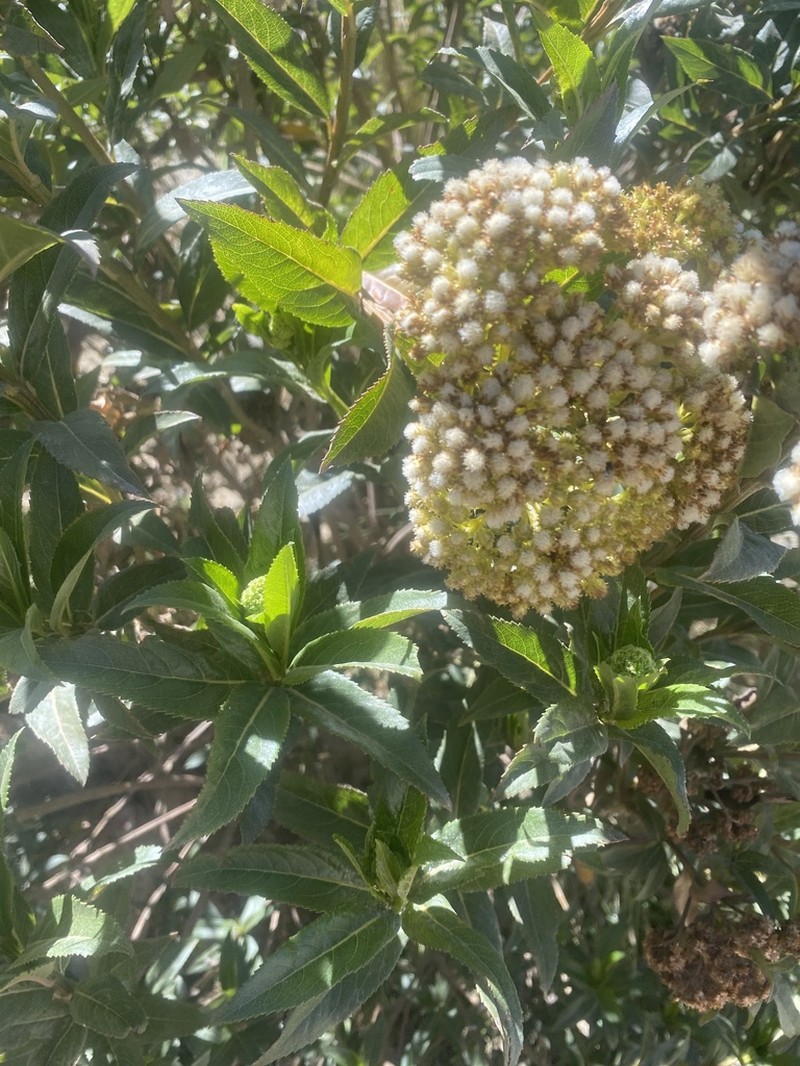 Baccharis pentlandii photo 2