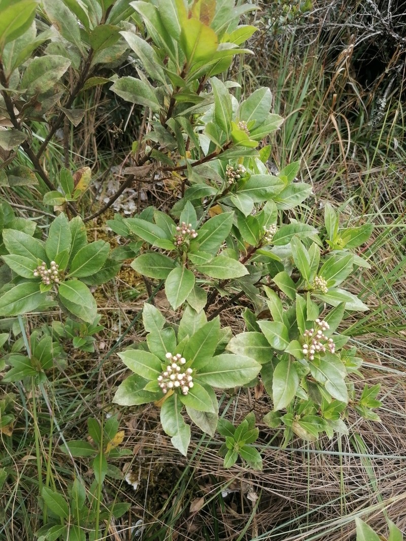 Baccharis pentlandii photo 3