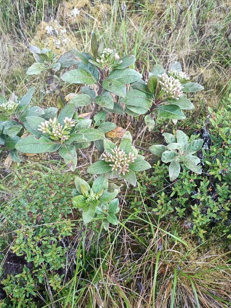 Baccharis pentlandii photo 5