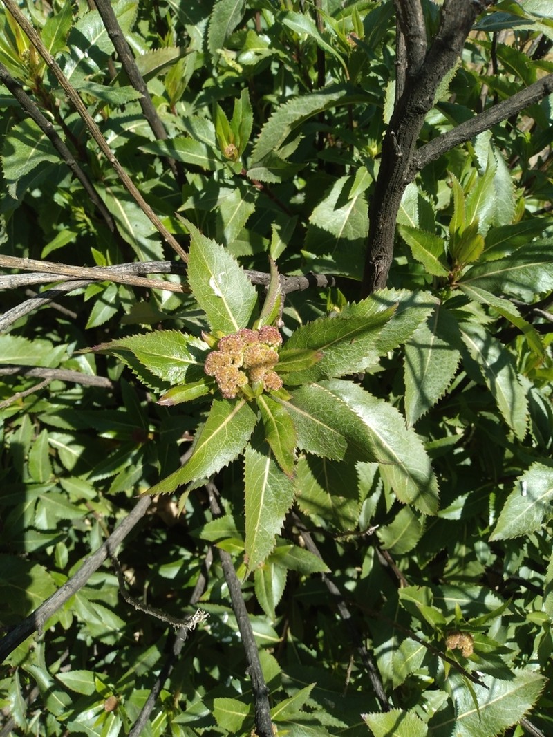 Baccharis pentlandii photo 6