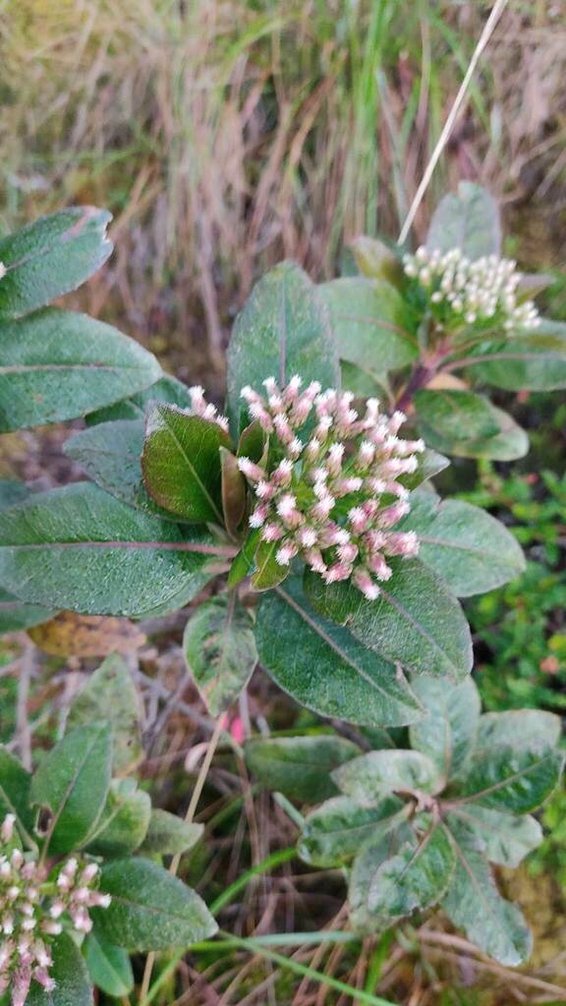 Baccharis pentlandii photo 8