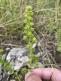 Baccharis pentodonta