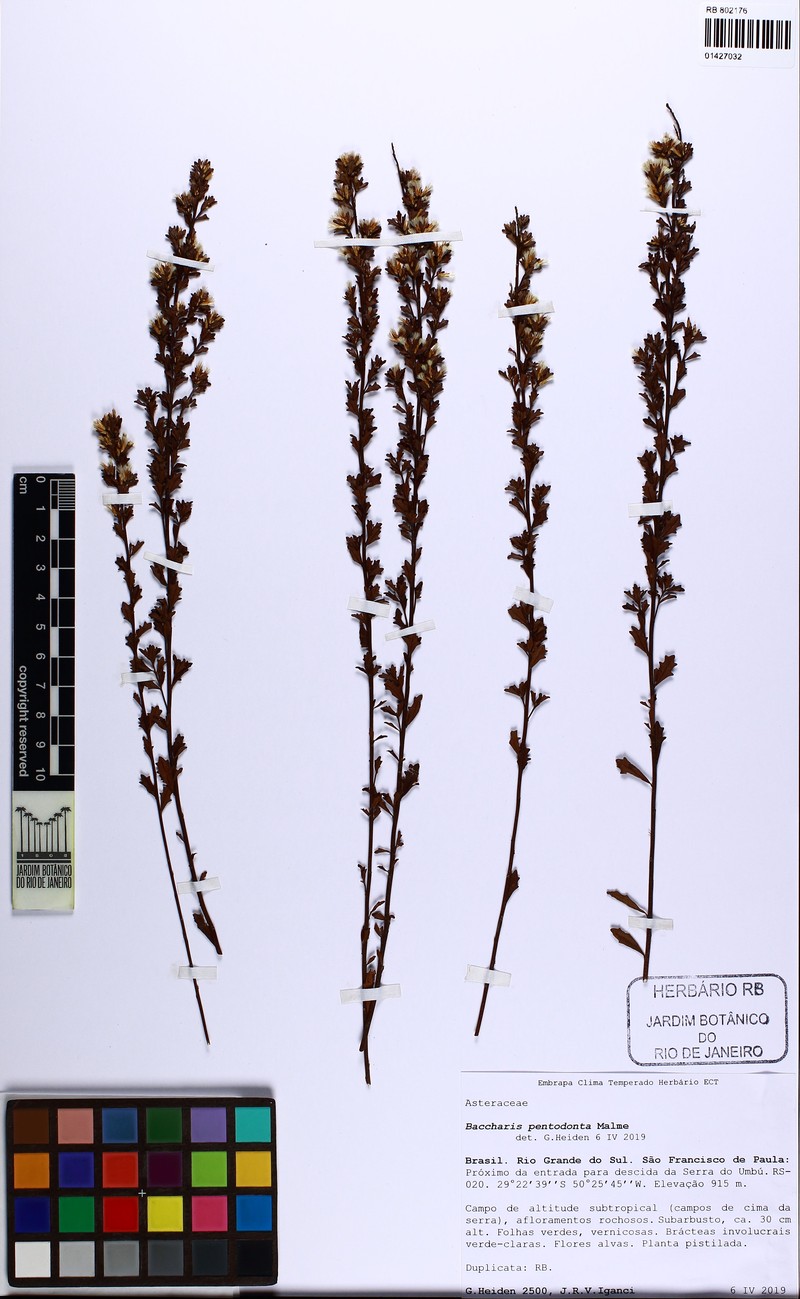 Baccharis pentodonta photo 2