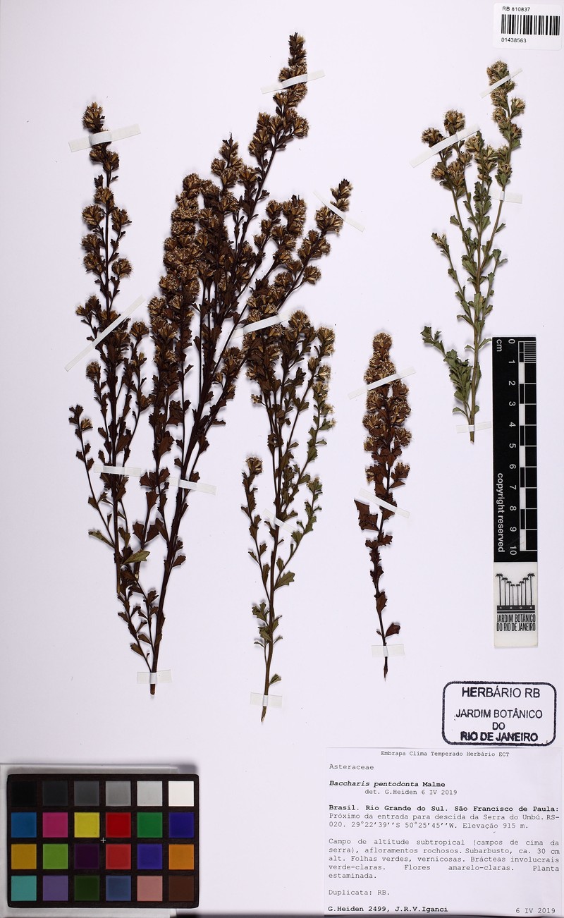 Baccharis pentodonta photo 3