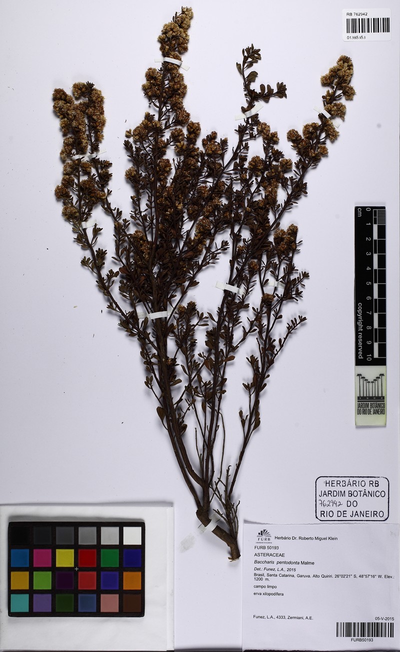 Baccharis pentodonta photo 4