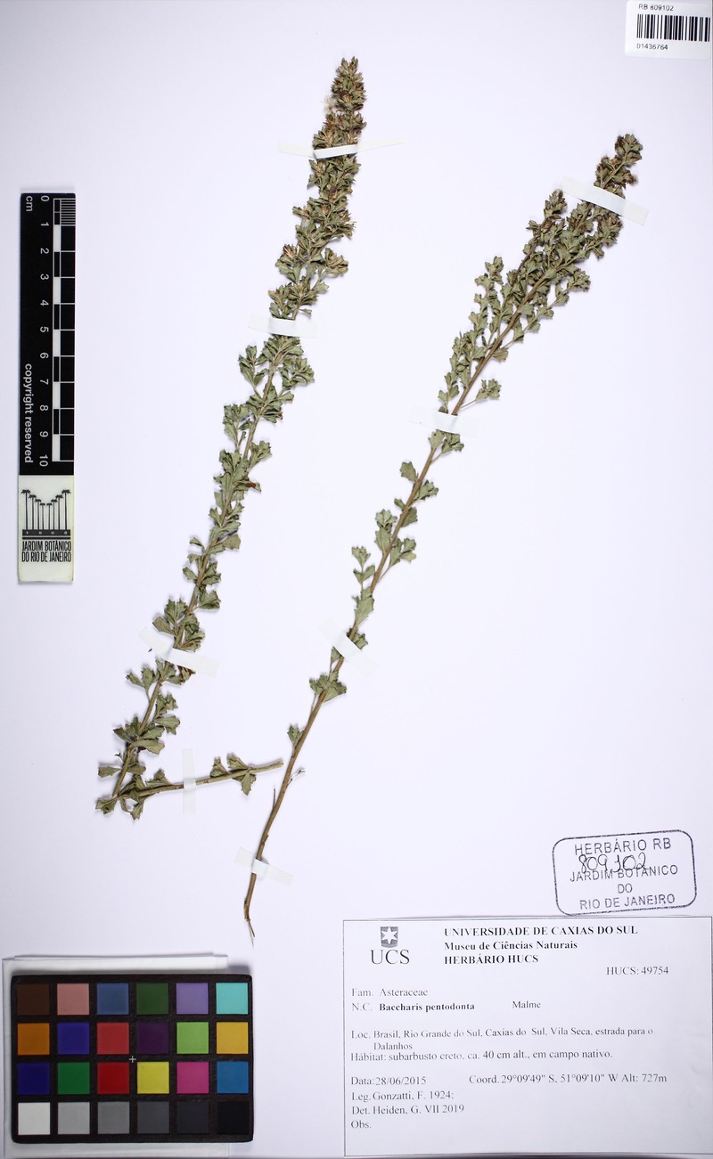 Baccharis pentodonta photo 5