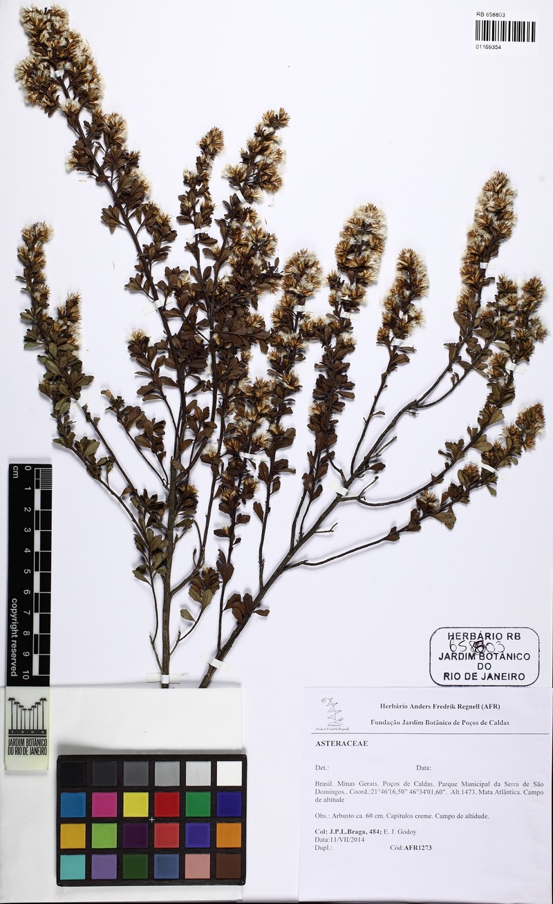 Baccharis pentodonta photo 6