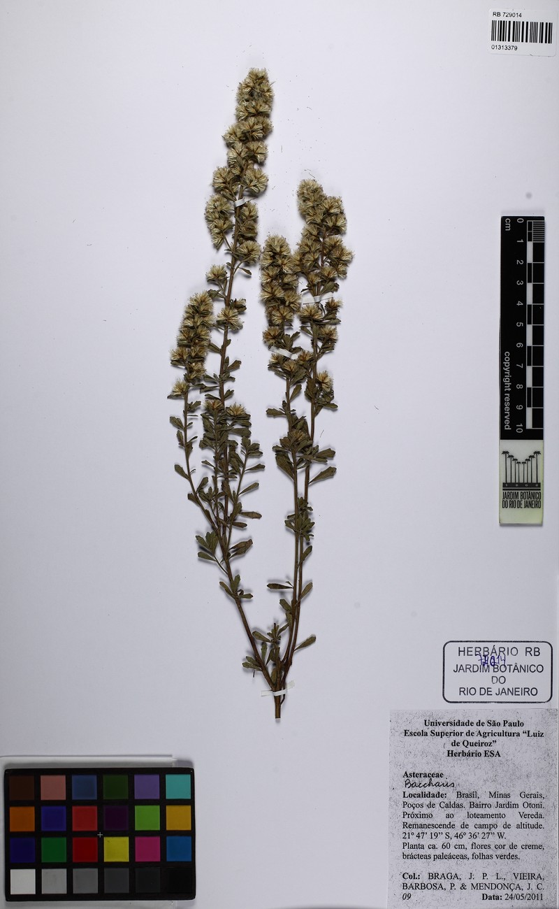 Baccharis pentodonta photo 7