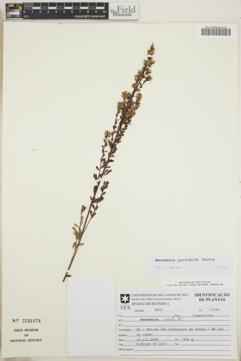 Baccharis pentodonta photo 8