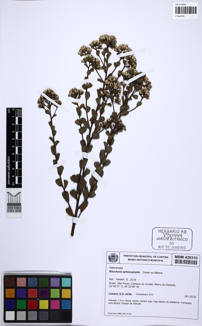 Baccharis pentziifolia photo 2