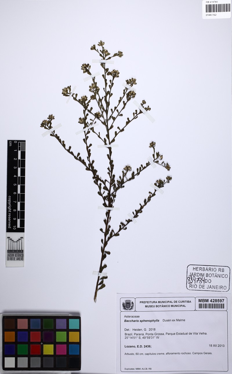 Baccharis pentziifolia photo 3