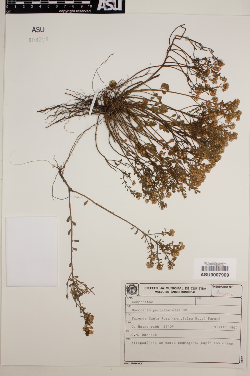 Baccharis pentziifolia photo 4