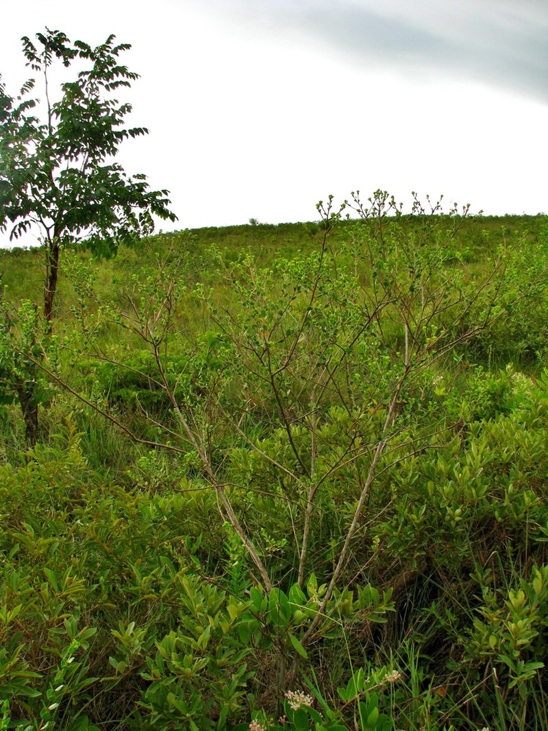 Baccharis pentziifolia