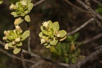Baccharis peruviana