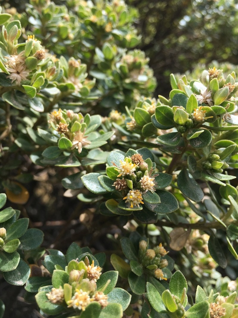 Baccharis peruviana photo 2