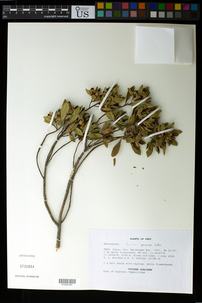 Baccharis peruviana photo 3