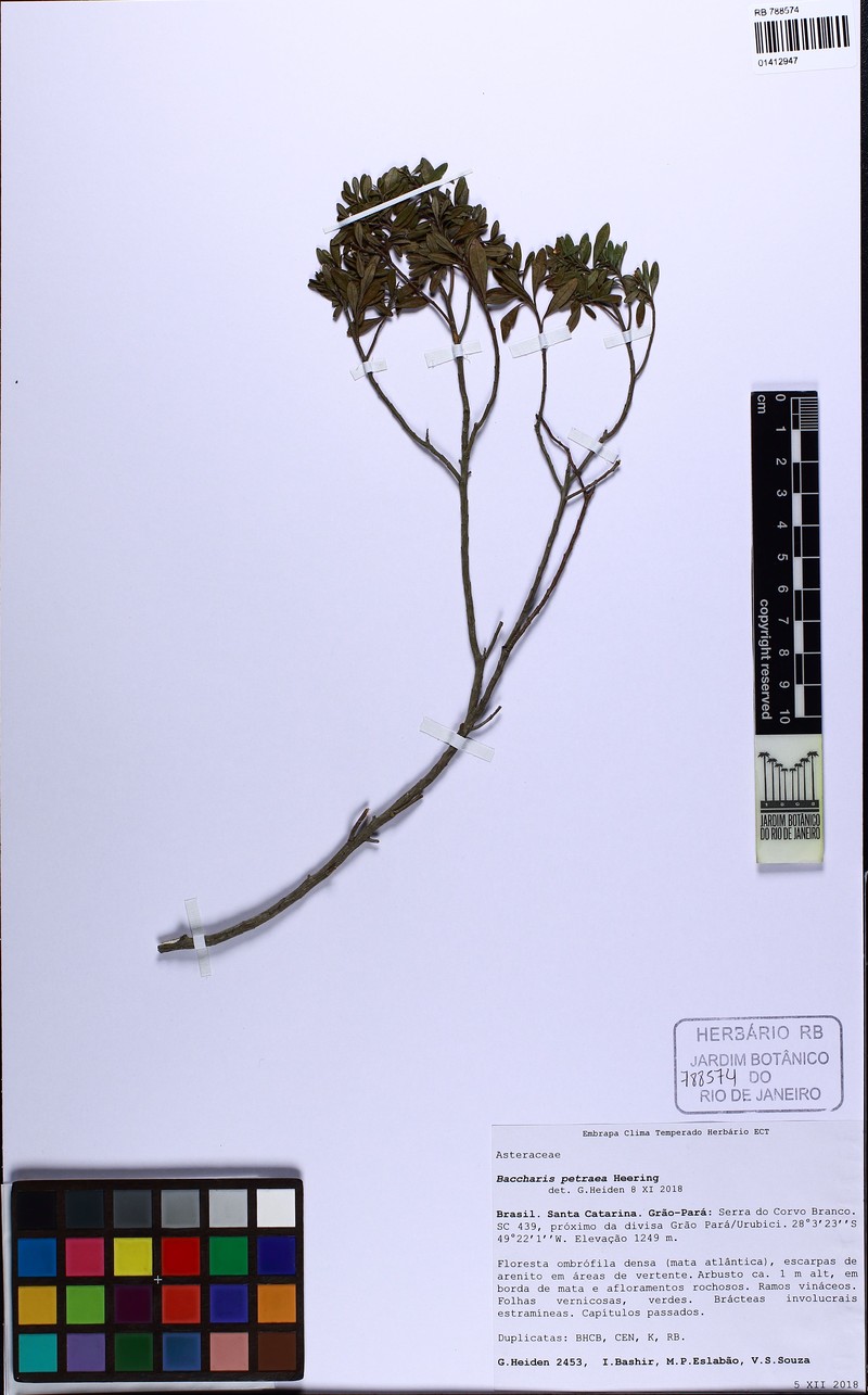 Baccharis petraea