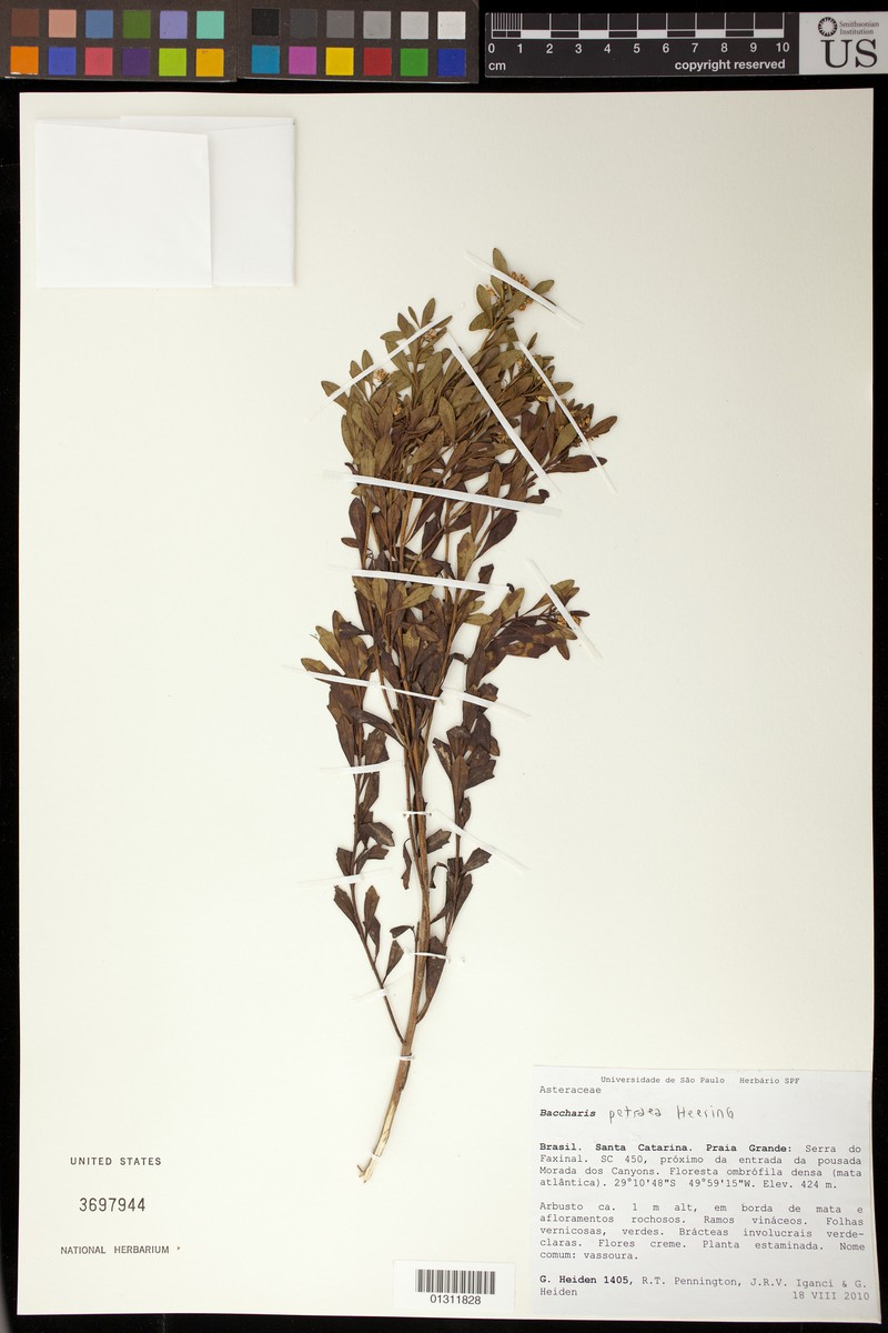 Baccharis petraea photo 2