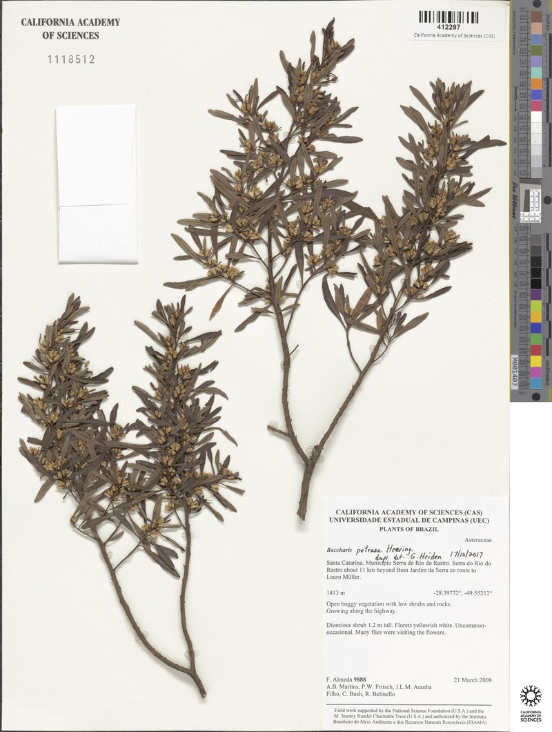 Baccharis petraea photo 3