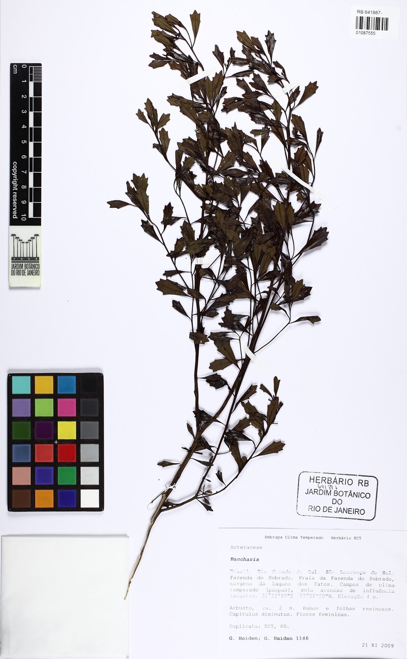 Baccharis petraea photo 4