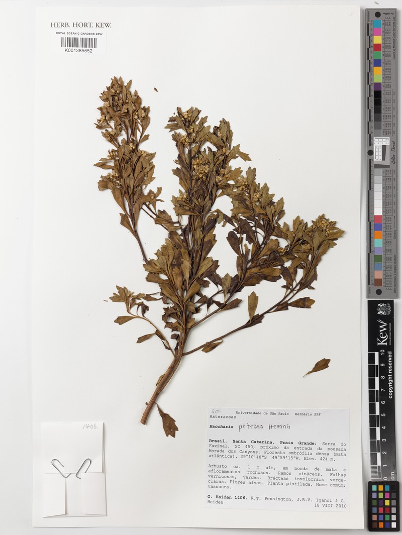Baccharis petraea photo 5
