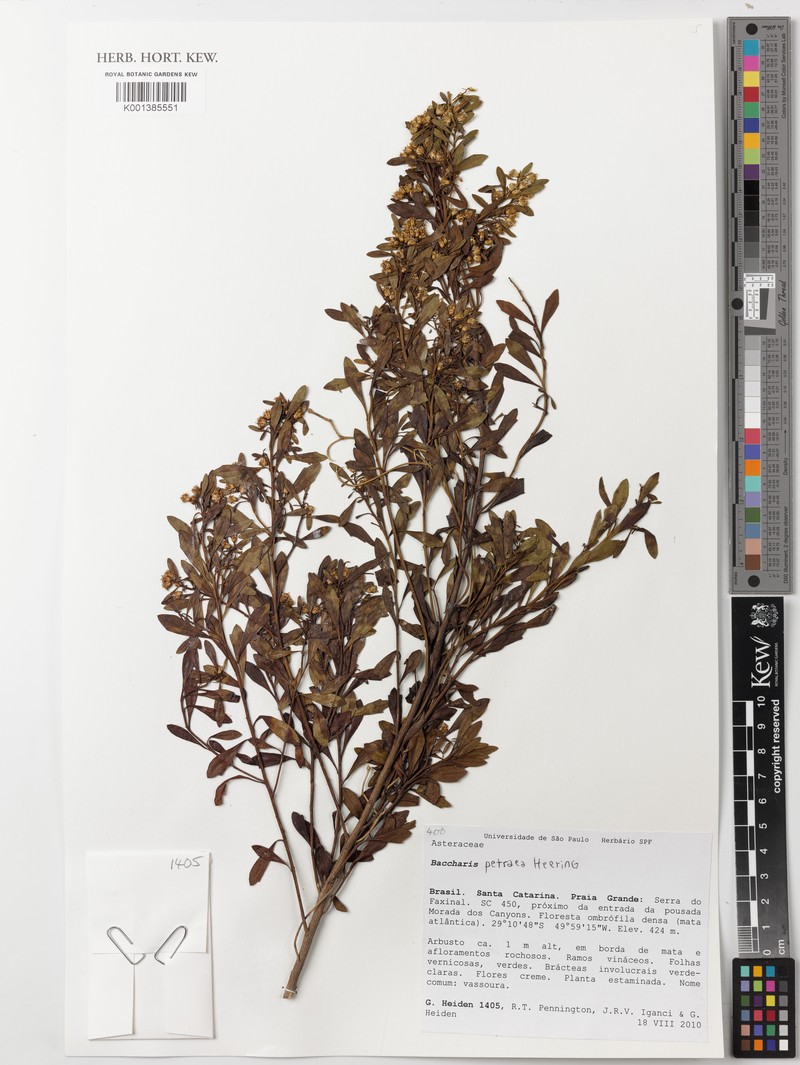 Baccharis petraea photo 6