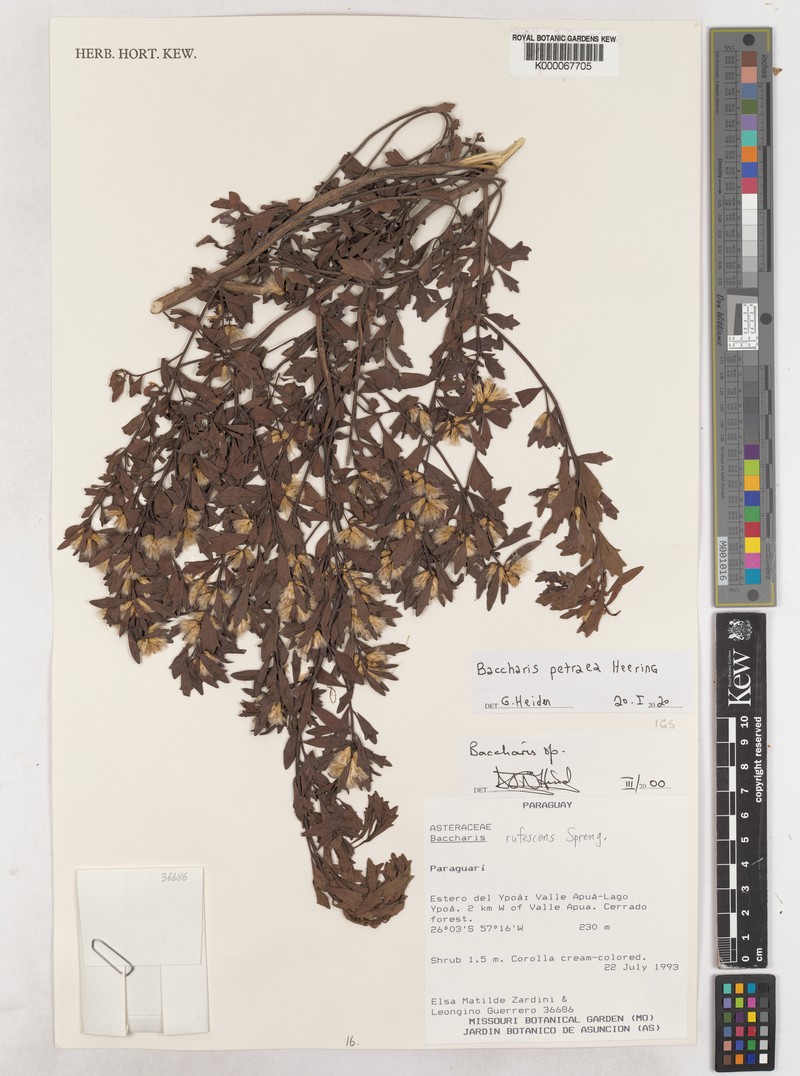 Baccharis petraea photo 7