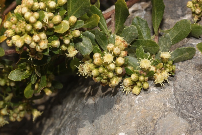 Baccharis philipensis