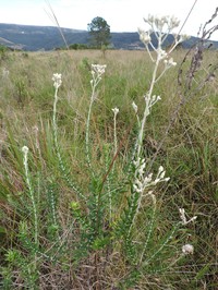 Baccharis phylicifolia