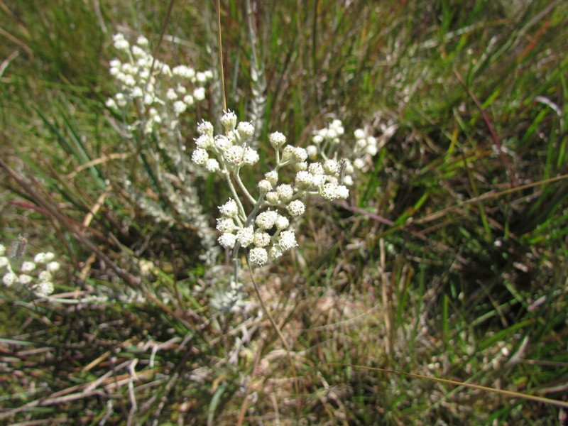 Baccharis phylicifolia photo 2