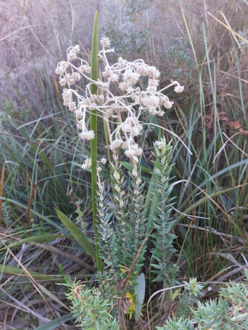 Baccharis phylicifolia photo 3