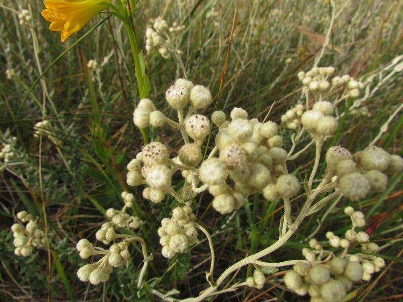 Baccharis phylicifolia photo 4