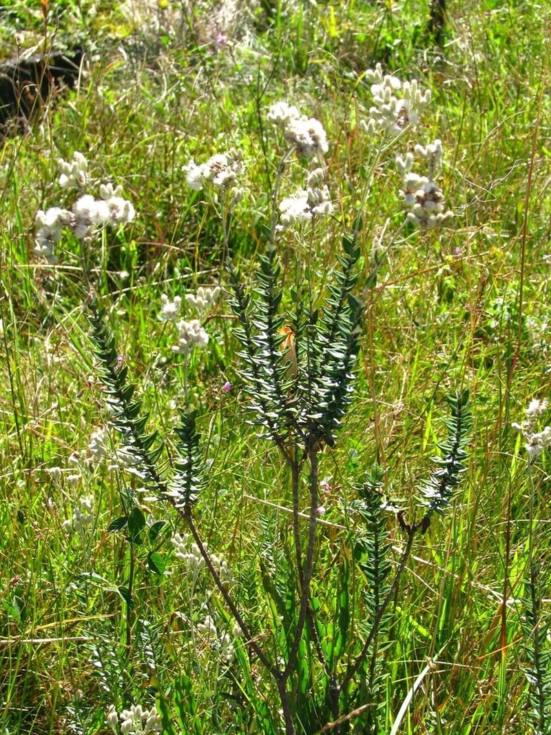 Baccharis phylicifolia photo 5
