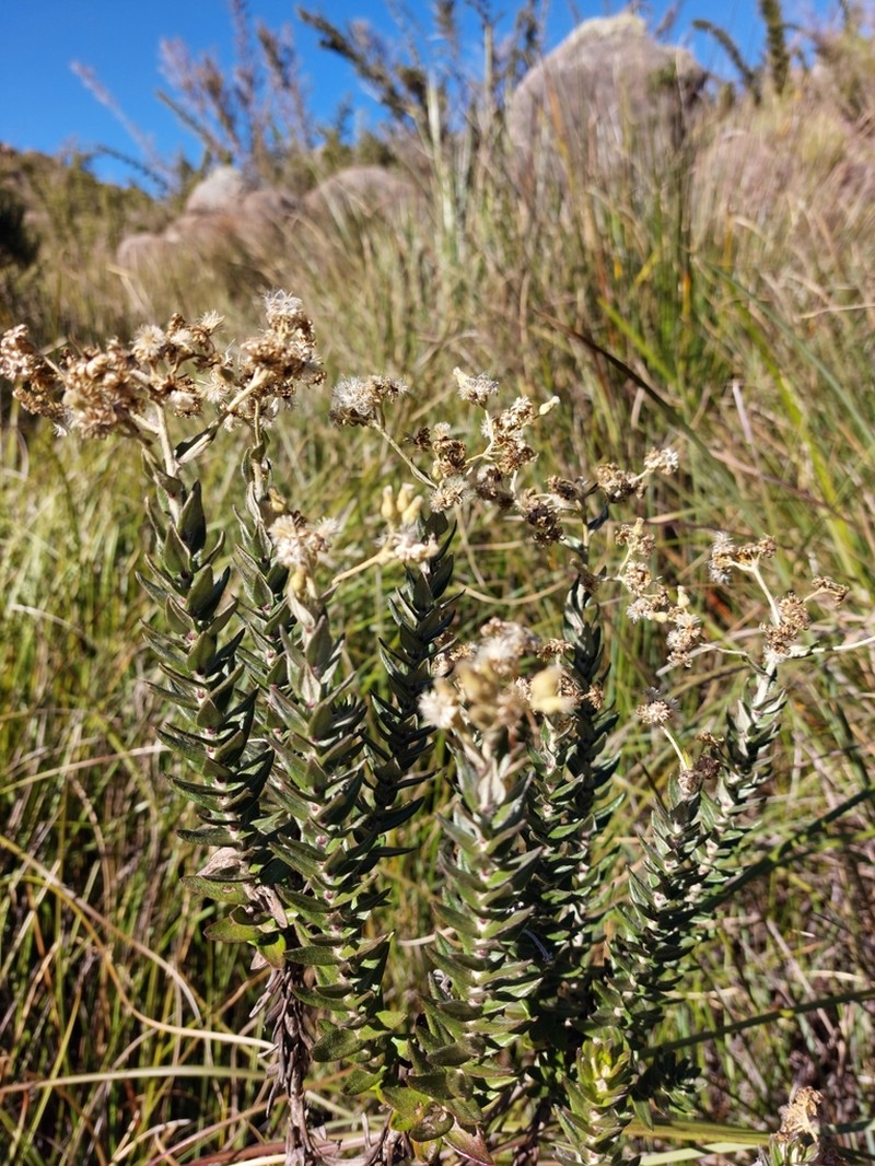 Baccharis phylicifolia photo 6