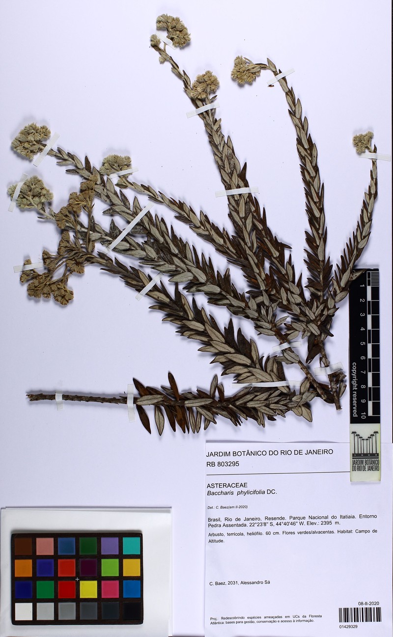 Baccharis phylicifolia photo 8