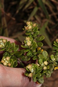 Baccharis phylicoides