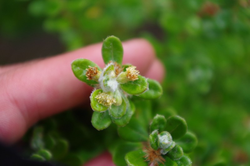 Baccharis phylicoides photo 2