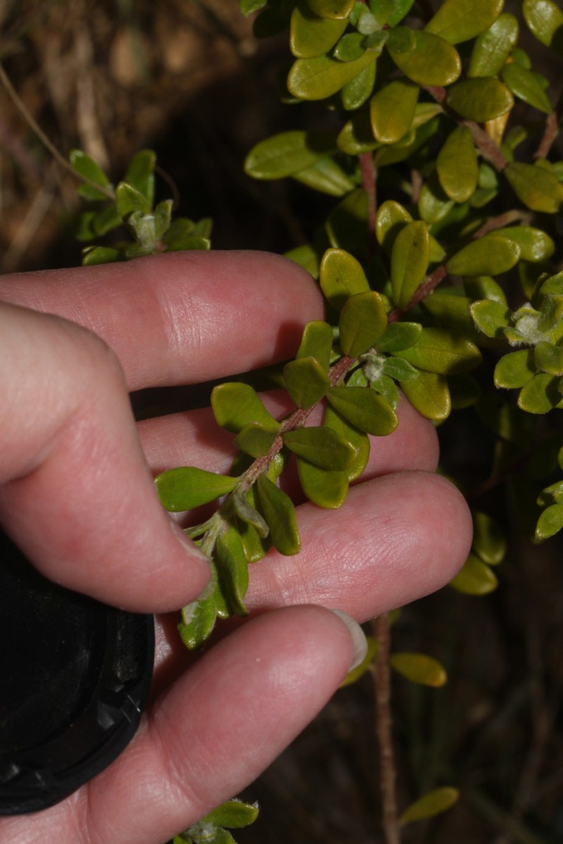 Baccharis phylicoides photo 3