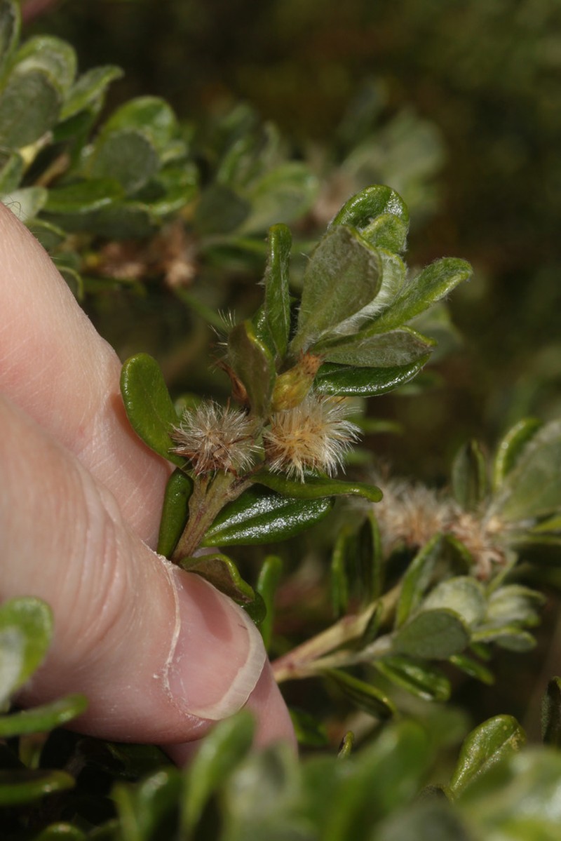 Baccharis phylicoides photo 4